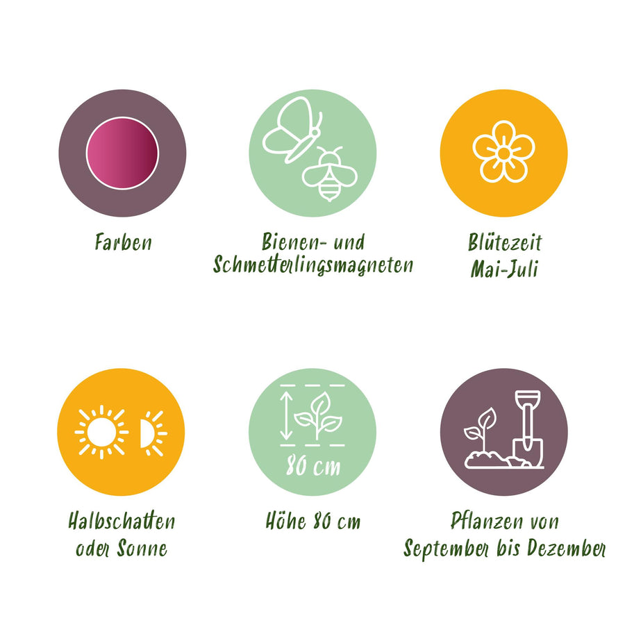 Alliumbollen Sphaerocephalon — paars, 100 stuks (bolmaat 5/6)