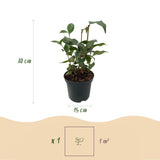 Green boutiQ - Heesters - Camelia japonica Tricolour - Bloem Roze, Wit en Rood - 1 Plant - Groenblijvend - Pot 15cm Hoogte 30cm