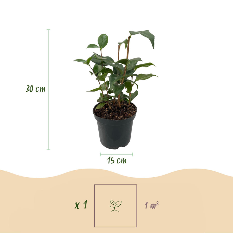 Camelia japonica Tricolour – 30 cm hoog (foto 3)