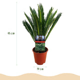 Green boutiQ - Kamerplant - Cycas revoluta - Palmvaren - Weinig onderhoud - Groen - 2 - Pot 15cm - Hoogte 45-55cm