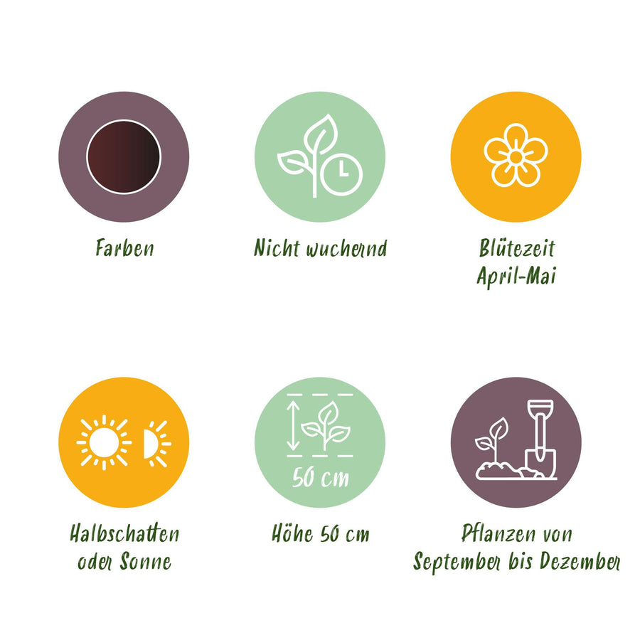 Tulpenbollen Triumph Black — donker paars, 12 stuks (bolmaat 11/12)