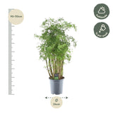 Polyscias Hawaiiana Ming - 90 cm - Ø24cm