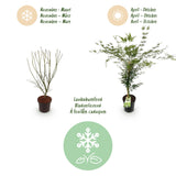 Green boutiQ - Tuinplant - Acer palmatum Emerald Lace - Japanse Esdoorn - Bladverliezend - Groen - 1 - Pot 26cm - Hoogte 90cm