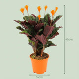 Calathea Crocata - Ø 14 cm - Hoogte: 40 - 45cm