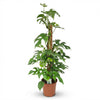 Green boutiQ - Kamerplant - Mini Gatenplant - Monstera Minima Mosstok - Groen - Weinig onderhoud - 1 Plant - Pot 19cm - Hoogte 90cm