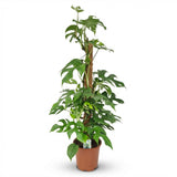Green boutiQ - Kamerplant - Mini Gatenplant - Monstera Minima Mosstok - Groen - Weinig onderhoud - 1 Plant - Pot 19cm - Hoogte 90cm