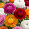 320x Ranunculus Mix - Ranonkel Mix - Diversen - Zomerbloeier - Bolmaat 5/6