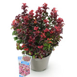 Green boutiQ - Tuinplant - Leucothoe Curly Red - Rood - 1 Plant -Groenblijvend - Weinig Onderhoud - Pot 17cm Hoogte 40cm