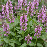 Green boutiQ - Vasteplant - Stachys off. Ukkie - Ezeloor - Rotsplanten - Roze - 6 Planten - Pot 11cm - Hoogte 15-25cm