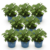 Green boutiQ - Tuinplant - Hydrangea Endles Summer The Original Pink - Hortensia - Winterhard - Roze - 8 Planten - Pot 14cm -Hoogte 20-25cm