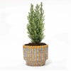 Kerstboom 'Ellwoodii' + Pot Echo - 25 - 30cm hoog