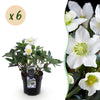 Green boutiQ - Tuinplant - Kerstroos - Helleborus Christmas Carol- Witte Bloem - 6 Planten - Groenblijvend - Pot 10,5cm Hoogte 25cm