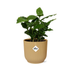 Coffea Arabica in ELHO Vibes Fold 14cm geel