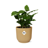 Coffea Arabica in ELHO Vibes Fold 14cm geel