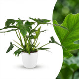 Green boutiQ - Kamerplant - Philodendron - Philodendron Lacerum - Groen - Weinig onderhoud - 1 Plant - met Potter Wit - Pot 19cm - Hoogte 65cm
