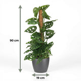 Green boutiQ - Kamerplant - Monkey Mask - Monstera Andansonii Mosstok - Groen - Weinig onderhoud - 1 Plant - met Potter Grijs - Pot 19cm - Hoogte 90cm