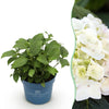 Green boutiQ - Tuinplant - Hydrangea Endles Summer The Bride - Hortensia - Winterhard - Wit - 1 Plant - Pot 14cm - Hoogte 20-25cm