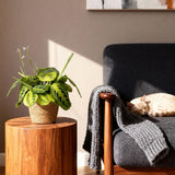 Green boutiQ - Kamerplant - Maranta Fascinator Lemon Lime - Gebedsplant - Huisdiervriendelijke Plant - Groen - 1 Plant - met Mand - Pot 12cm - Hoogte 25cm