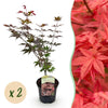 Green boutiQ - Terrasplant - Japanse Esdoorn - Acer palmatum Atropurpureum - Paars - 2 Planten - Bladverliezend - Pot 19cm Hoogte 70cm