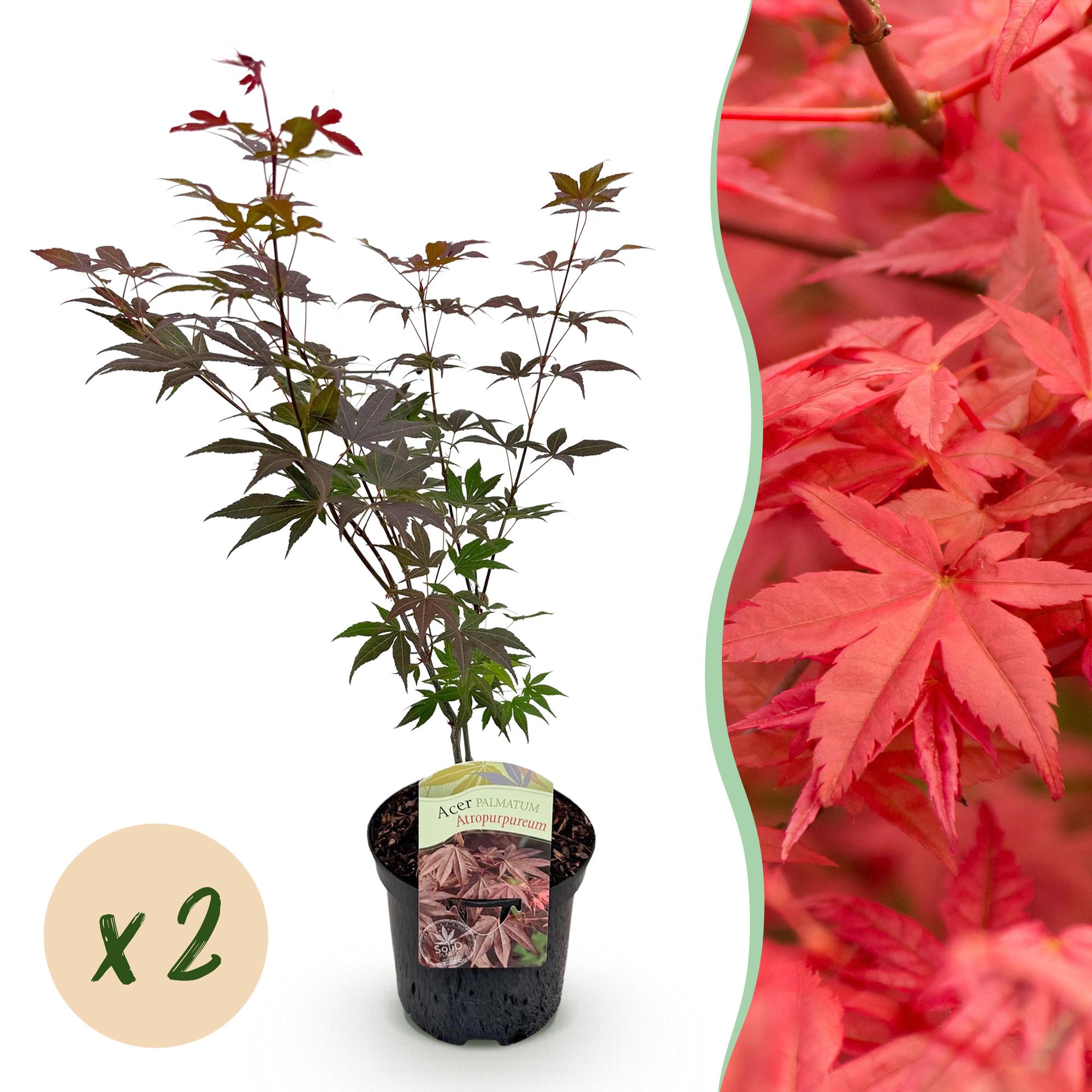 Green boutiQ - Terrasplant - Japanse Esdoorn - Acer palmatum Atropurpureum - Paars - 2 Planten - Bladverliezend - Pot 19cm Hoogte 70cm