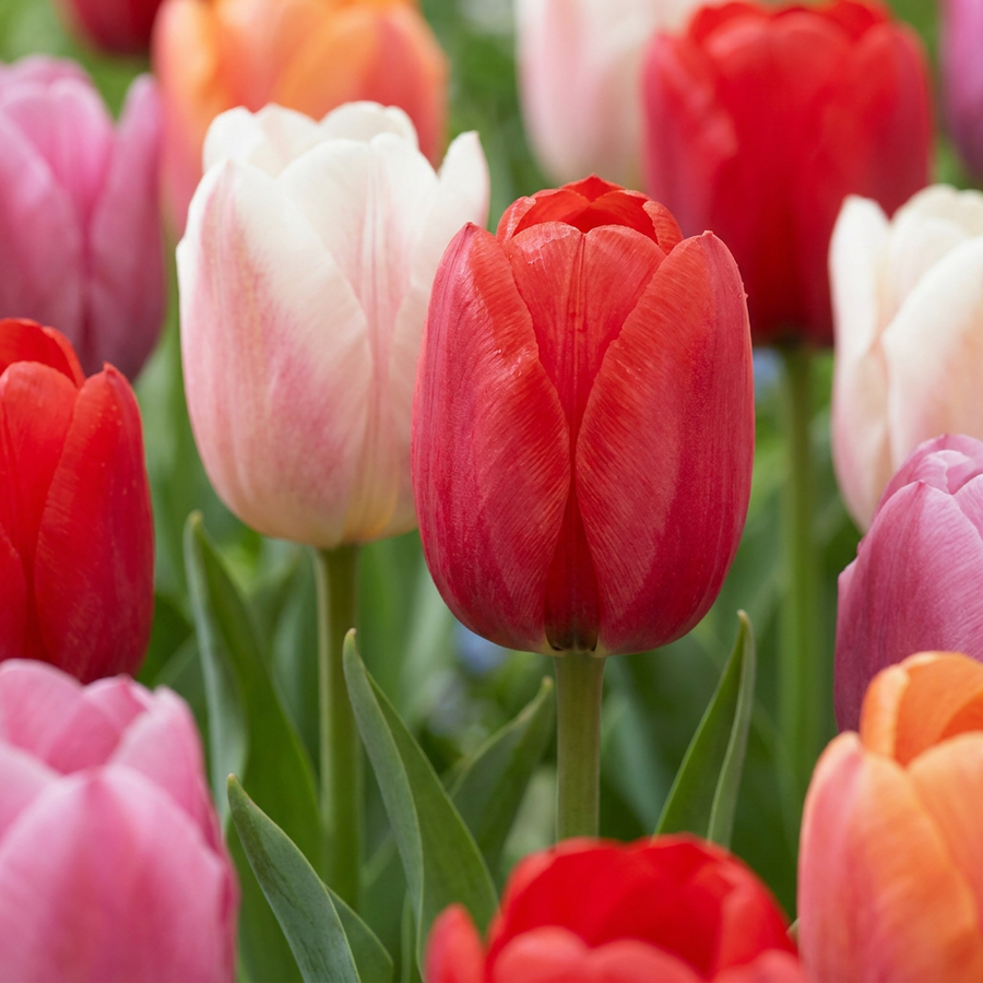 Tulpenbollen Glowing with pride — gemengde kleuren, 15 stuks (bolmaat 11/12)