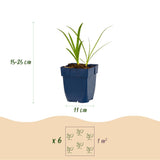 Green boutiQ - Vasteplant - Agapanthus africanus Albus - Afrikaanse Lelie - Bijen en Vlinderlokkers - Wit - 24 Planten - Pot 11cm - Hoogte 15-25cm