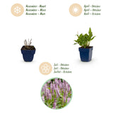 Green boutiQ - Vasteplant - Persicaria ampl. Rosea - Duizendknoop - Schaduw - Roze - 12 Planten - Pot 11cm - Hoogte 15-25cm