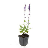 48x Salvia nem. 'Caradonna' - ↕10-25cm - Ø9cm