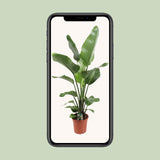 Strelitzia Nicolai 21 Cm - Ø21cm - ↕90cm
