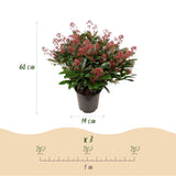 Green boutiQ - Terrasplant - Skimmia japonica Rubella - Bloem Rood - 40+ Bloemen - 2 Plant - Winterhard - Pot 19cm Hoogte 60cm