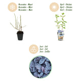 Green boutiQ - Fruitplanten - Honingbes - Lonicera caerulea Kamtschatica - Winterhard - 3 Planten - Pot9 cm - BlauwBes