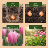 500x Bulb Garden Pink - Bollentuinroze - Diversen - Zomerbloeier - Bolmaat 10/12