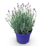 Green boutiQ - Tuinplant - Lavandula angustifolia Hidcote - Lavendel - Winterhard - Paars - 1 Plant - Pot 12cm - Hoogte 15-25cm