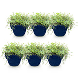 Green boutiQ - Vasteplant - Thymus Tricolour - Tym - Bodembedenkend - Roze - Rood - Wit - 6 Planten - Pot 11cm - Hoogte 15-25cm
