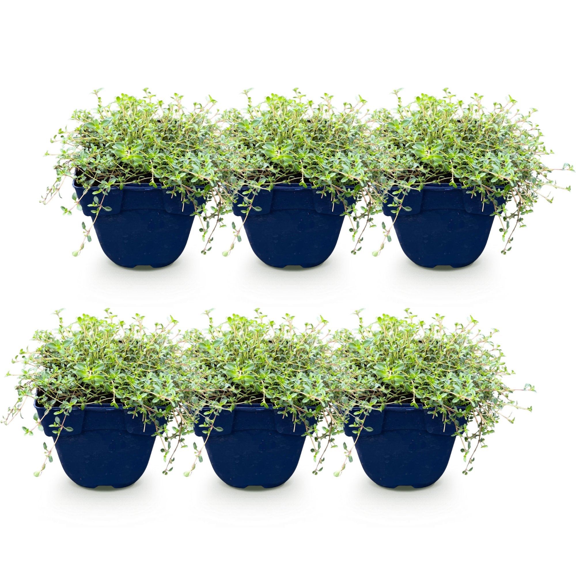 Green boutiQ - Vasteplant - Thymus Tricolour - Tym - Bodembedenkend - Roze - Rood - Wit - 6 Planten - Pot 11cm - Hoogte 15-25cm