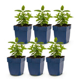 Green boutiQ - Vasteplant - Nepeta Tricolour - Kattenkruid - Bijen- en vlinderlokkers - Paars - Roze - Wit - 6 Planten - Pot 11cm - Hoogte 15-25cm
