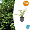 60x Lonicera pileata - ↕10-25cm - Ø9cm