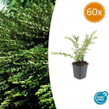 60x Lonicera pileata - ↕10-25cm - Ø9cm
