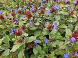 24x Ceratostigma plumbaginoides- ↕10-25cm - Ø9cm