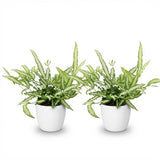 Green boutiQ - Kamerplant - Pteris cretica Albolineata - Lintvaren - Huisdiervriendelijke Plant - Groen - 2 Planten - met Potter Wit - Pot 12cm - Hoogte 20cm