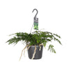 Davallia Bullata - Ø17cm - ↕30cm