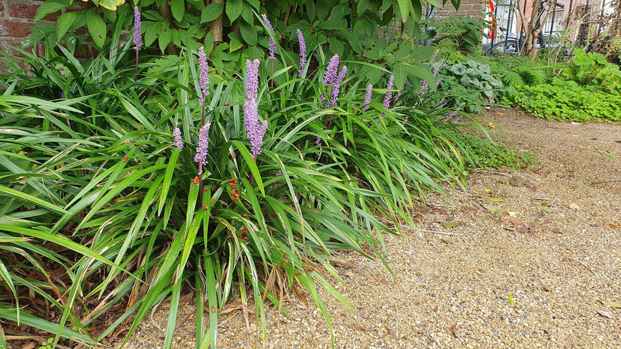 Liriope muscari 'Ingwersen' – 60 planten · pot Ø9 cm · 10-25 cm hoog (foto 5)