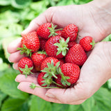 Green boutiQ - Fruitplanten - Aardbei - Fragaria Elvira - Winterhard - 3 Planten - Pot 9 cm - Rode Aardbei