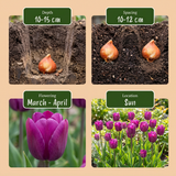 60x Tulipa Triumph Purple - Triomftulp - Paars - Voorjaarsbloeier - Bolmaat 11/12