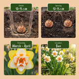 80x Narcissus Double mix - Gevulde narcis mix - Geel en Wit - Voorjaarsbloeier - Bolmaat 12/14
