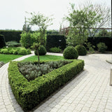 60x Buxus Sempervirens - ↕10-25cm - Ø9cm