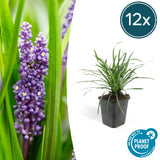 12x Liriope muscari 'Big Blue' - ↕10-25cm - Ø9cm