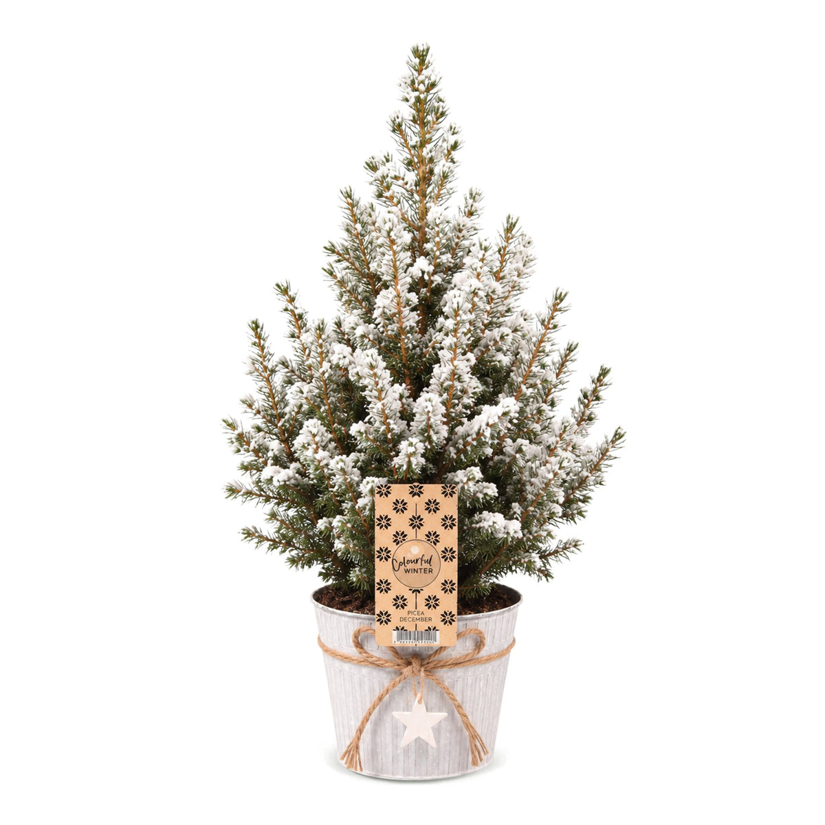 Kegelspar kerstboom besneeuwd — Ø17 cm, 65 cm hoog — met zinken pot