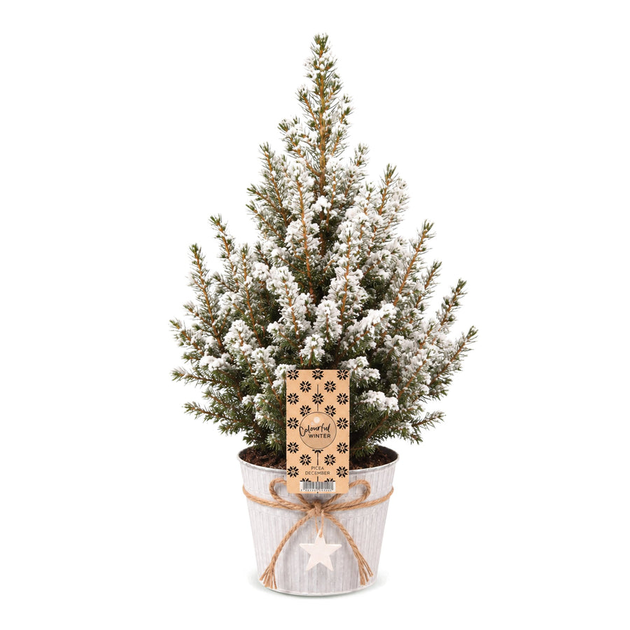 Kegelspar kerstboom besneeuwd – Pot Ø17 cm · 65 cm hoog · met zinken pot (foto 2)