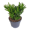 Crassula gollum 17cm